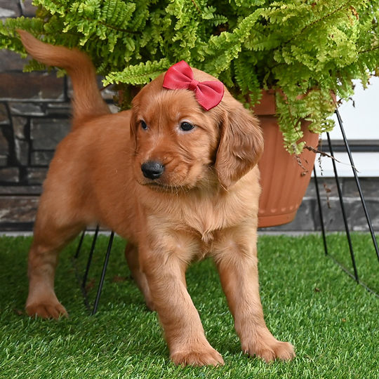 Golden Irish Retriever