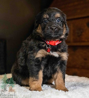 Mini Goldendoodle Puppy