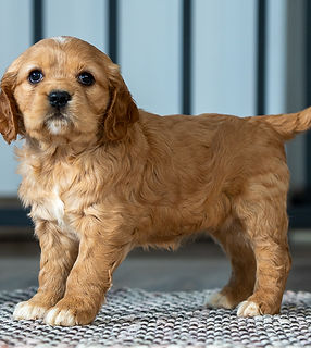Mini Golden Retriever Puppy