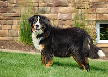 Nora - Goldenretrever-2.jpg