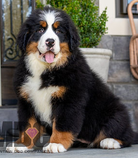 Bernese Mountain Dog