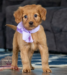 Mini Golden Paradise-12.jpg