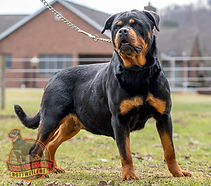 Nora - Goldenretrever-2.jpg
