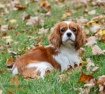 Nora - Goldenretrever-2.jpg