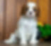 Cavalier Puppy