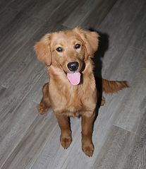 Mini Golden Retriever Puppy