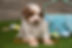 F1 Mini Aussiedoodle