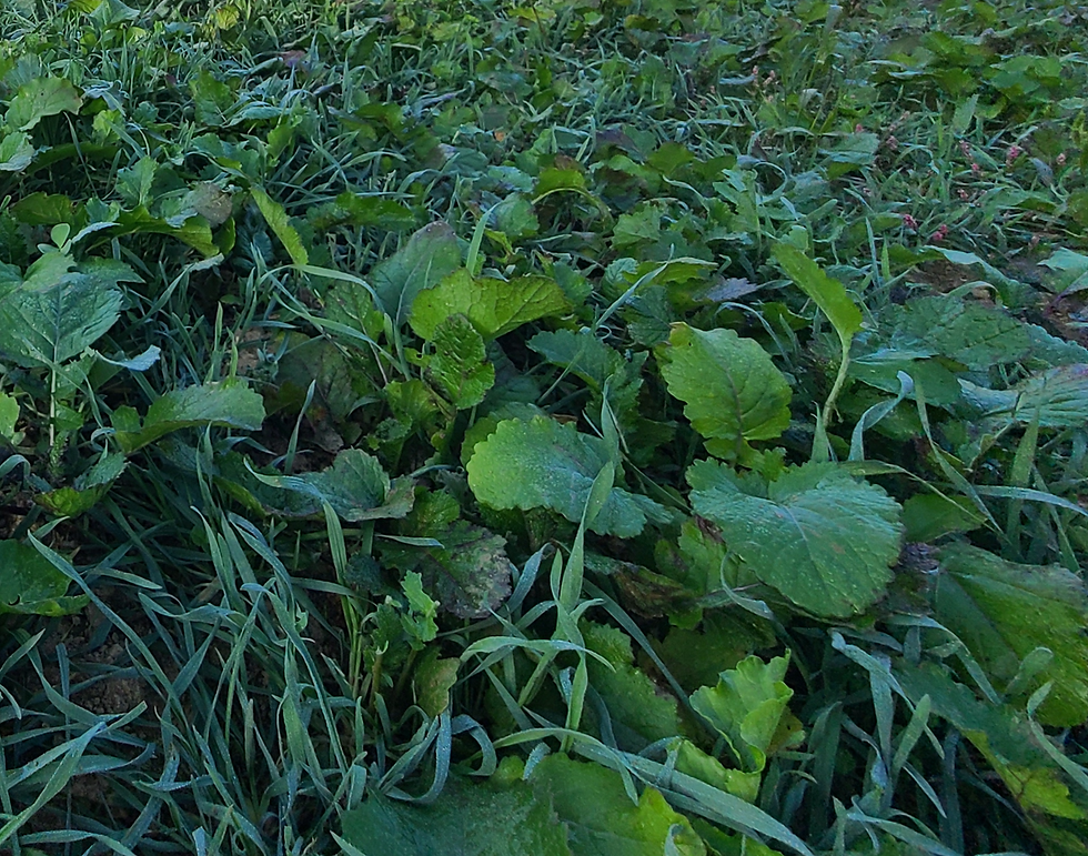 Thumbnail: Fall Buffet - WHD Seeds