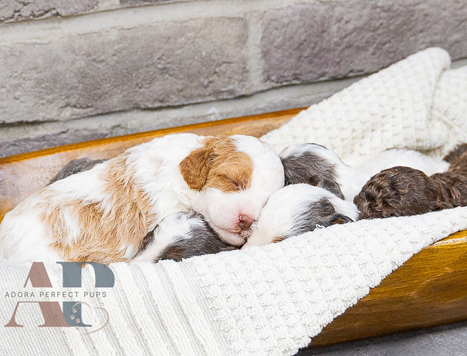 Adora Perfect Pups Cavapoo Puppies