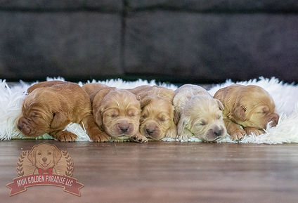 Mini Golden Retriever Puppy
