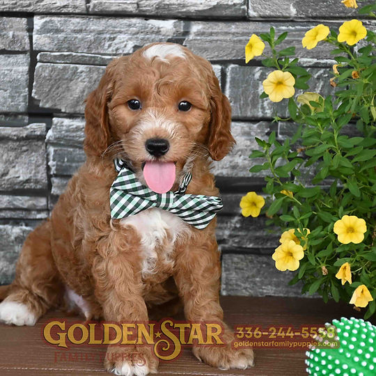 F1b Mini Goldendoodle