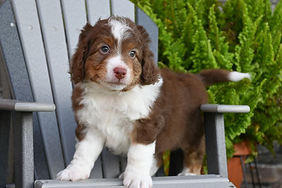 F1 Mini Aussiedoodle