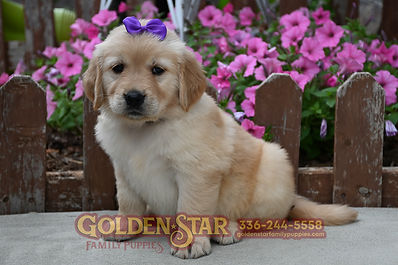 Golden Retriever