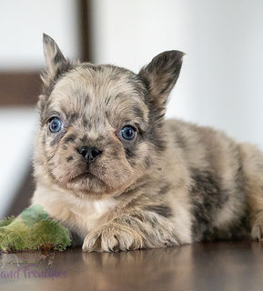 French Bulldog Puppy