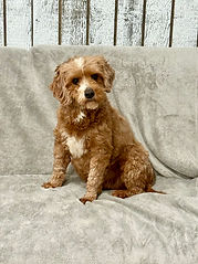 Nora - Goldenretrever-2.jpg