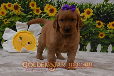 Golden Irish Retriever