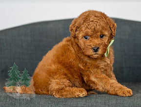 Mini Goldendoodle Puppy