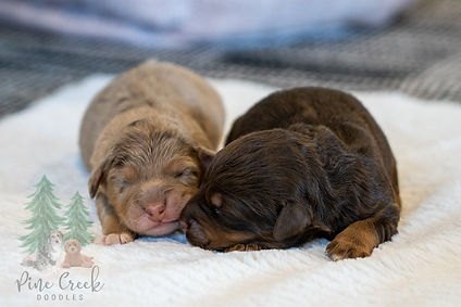 Mini Aussiedoodle Puppy Males