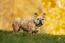 Puppy Portrait