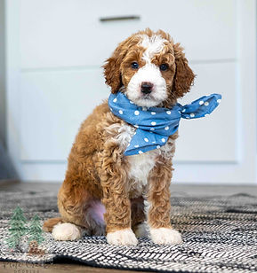 Mini Goldendoodle Puppy