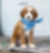Mini Goldendoodle Puppy