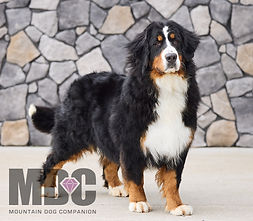 Bernese Mountain Dog Adult Female