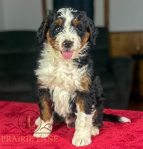 Mini Bernedoodle Puppy