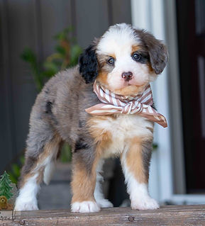 Mini Bernedoodle Puppy