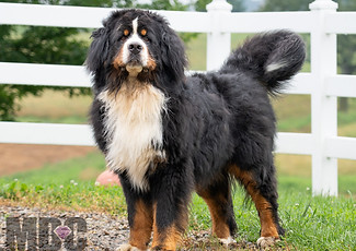 Monty Bernese Mountain Dog-3.jpg