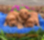 Golden Irish Retriever Puppies Males