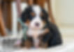 Mini Bernedoodle Puppy Males