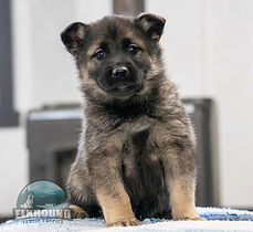 Elkhound Puppy