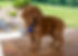 Mini Golden Retriever Puppy