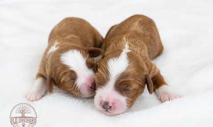 Cavapoo Puppies