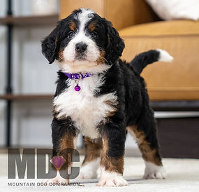 Bernese Mountain Dog