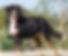 Bernese Mountain Dog Adult Female