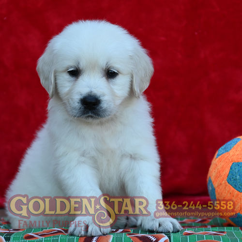 English Cream Golden Retriever