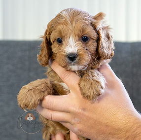 Cavapoo Puppy