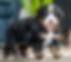 Bernese Mountain Dog
