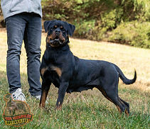 Nora - Goldenretrever-2.jpg