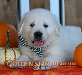 English Cream Golden Retriever