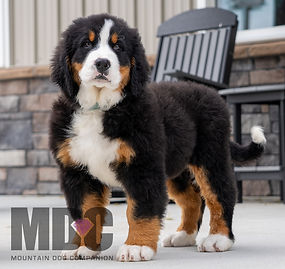 Bernese Mountain Dog