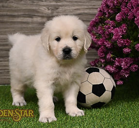 English Cream Golden Retriever