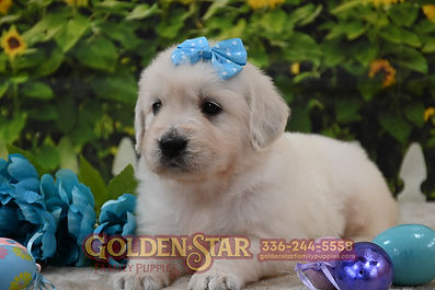 English Cream Golden Retriever