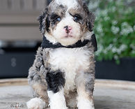 F1B Mini Bernedoodle