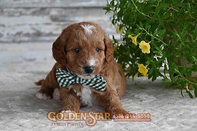 F1b Mini Goldendoodle