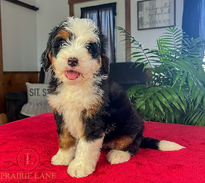 Mini Bernedoodle Puppy