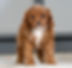 Cavapoo Puppy