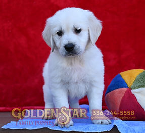 English Cream Golden Retriever