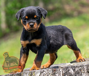Rottweiler Puppy